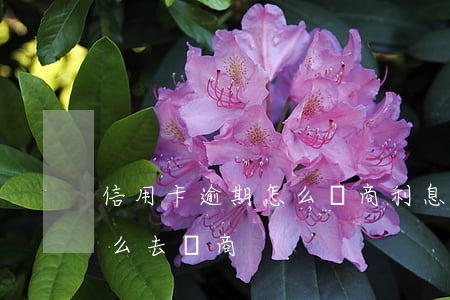 信用卡逾期怎么協商利息-欠信用卡逾期怎么去協商