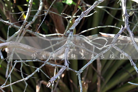 信用卡逾期怎么去投訴