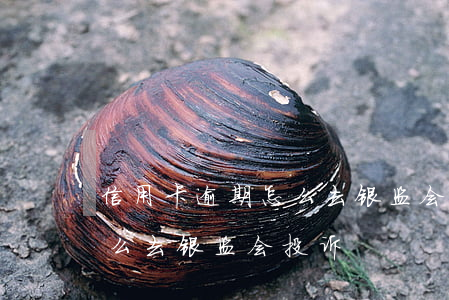 信用卡逾期怎么去银监会投诉（信用卡逾期怎么去银监会投诉）