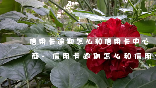 信用卡逾期怎么和信用卡中心協(xié)商-信用卡逾期怎么和信用卡中心協(xié)商還款