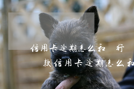 信用卡逾期怎么和銀行協(xié)商分期還款（信用卡逾期怎么和銀行協(xié)商分期還）