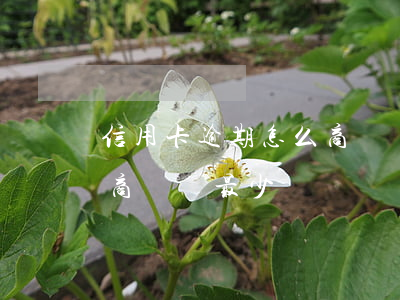 信用卡逾期怎么商談還最少(信用卡逾期怎么商談還最少)