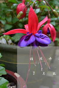 信用卡逾期怎么執(zhí)行(信用卡 逾期了怎么辦)