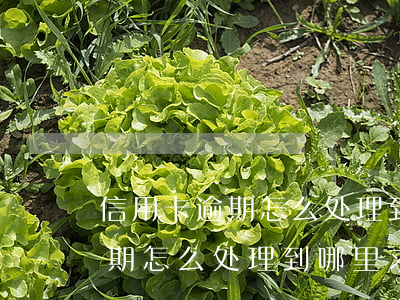 信用卡逾期怎么处理到哪里求助-信用卡逾期怎么处理到哪里求助呢
