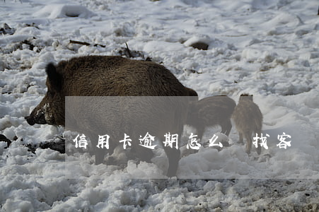 信用卡逾期怎么尋找客戶