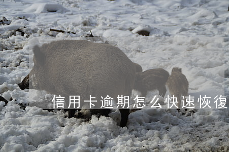 信用卡逾期怎么快速恢復(fù)