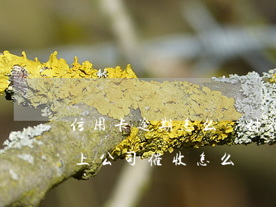 信用卡逾期怎么應付催收的(欠信用卡被催收上公司催收怎么辦)