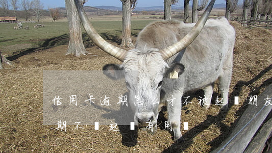 信用卡逾期怎么才不被起訴(朋友用信用卡逾期不還起訴有用嗎)