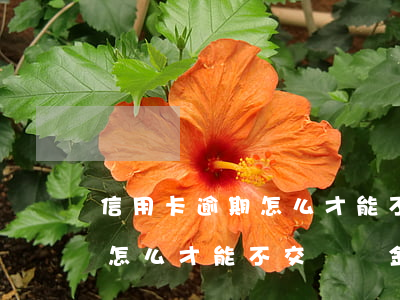 信用卡逾期怎么才能不交違約金(信用卡逾期怎么才能不交違約金還款)