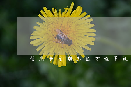 信用卡逾期怎么才能不被上征信