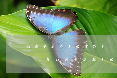 信用卡逾期怎么才能申請(qǐng)貸款(辦貸款信用卡逾期怎么說(shuō))