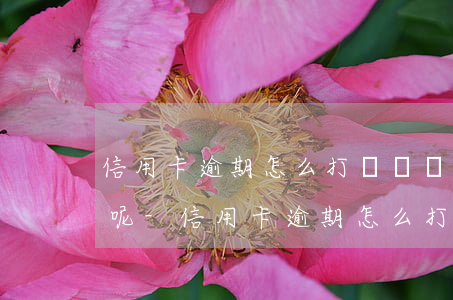 信用卡逾期怎么打電話協(xié)商還款呢-信用卡逾期怎么打電話協(xié)商還款呢