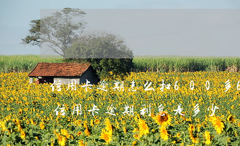 信用卡逾期怎么扣600多(6萬(wàn)信用卡逾期利息是多少)