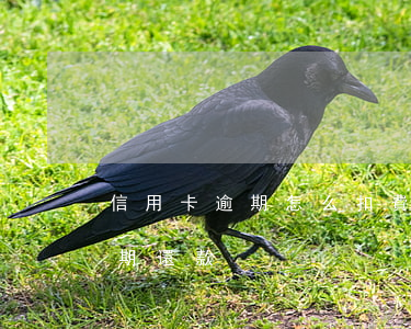 信用卡逾期怎么扣費(fèi)用(信用卡 逾期還款)