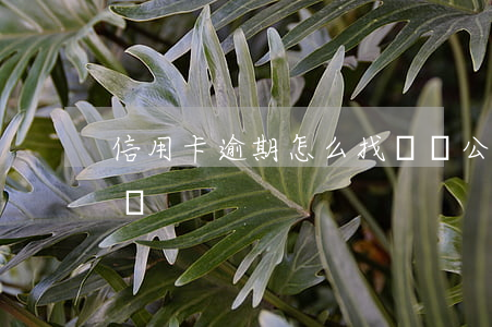 信用卡逾期怎么找墊資公司(墊資公司查征信嗎)