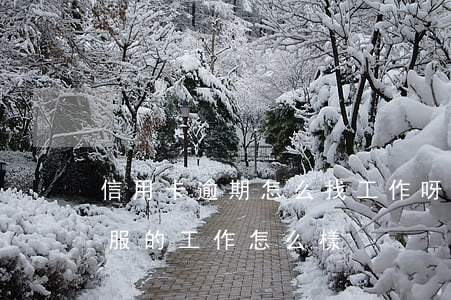 信用卡逾期怎么找工作呀(銀行信用卡逾期客服的工作怎么樣)