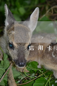 信用卡逾期怎么挽回失误 信用卡逾期怎么办