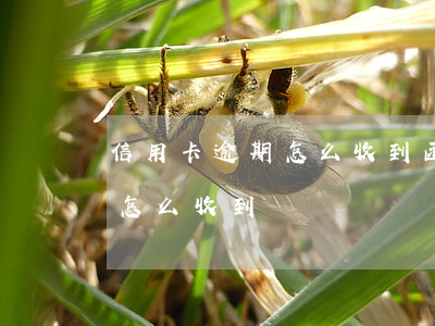 信用卡逾期怎么收到函件(信用卡逾期律師函怎么收到)