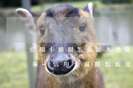 信用卡逾期怎么是本地電話打進(jìn)來-信用卡逾期怎么是本地電話打進(jìn)來的