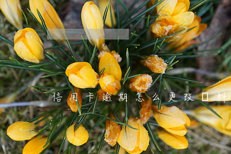 信用卡逾期怎么更改資料 如何更改信用卡