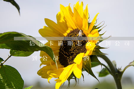 信用卡逾期怎么查到公司(信用卡逾期怎么查到公司電話的)