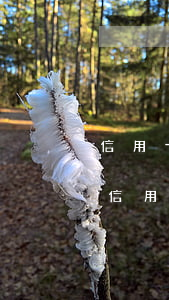 信用卡逾期怎么查看是否上了征信-怎么看信用卡逾期有沒有上征信