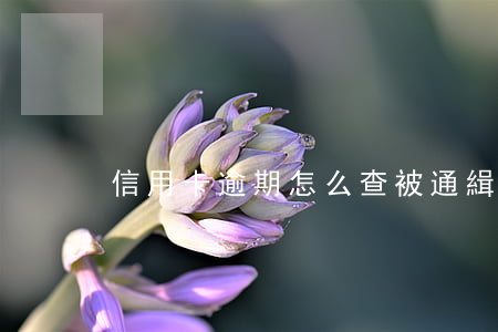 信用卡逾期怎么查被通緝