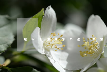 信用卡逾期怎么查詢本金(如何查信用卡逾期)