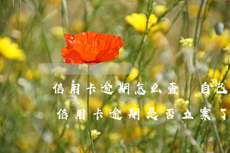 信用卡逾期怎么查詢自己被立案了-怎么查信用卡逾期是否立案了