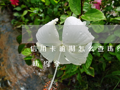 信用卡逾期怎么查违约金(信用卡逾期怎么查违约金)