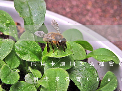 信用卡逾期怎么樣會(huì)坐牢-欠信用卡多久會(huì)坐牢