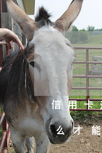 信用卡逾期怎么止損最快(信用卡越還越多怎么才能及時止損)