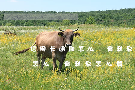 信用卡逾期怎么沒有利息怎么算(信用卡逾期怎么沒有利息怎么算還款)