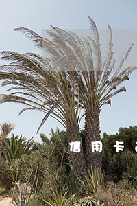 信用卡逾期怎么消戶 怎么注銷逾期信用卡