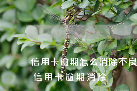 信用卡逾期怎么消除不良记录上海-如何把信用卡逾期消除