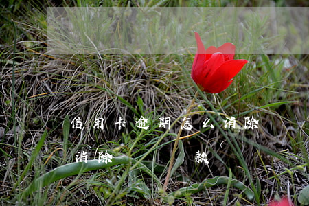 信用卡逾期怎么消除記錄-信用卡逾期怎么消除記錄還款