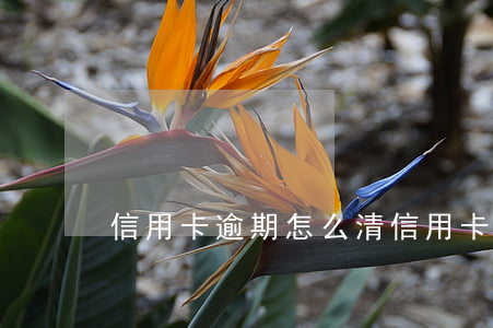 信用卡逾期怎么清(信用卡逾期怎么辦)