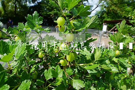 信用卡逾期怎么清除記錄查詢