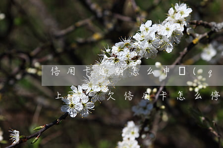 信用卡逾期怎么申請(qǐng)停息掛賬上海-欠信用卡怎么停息掛賬