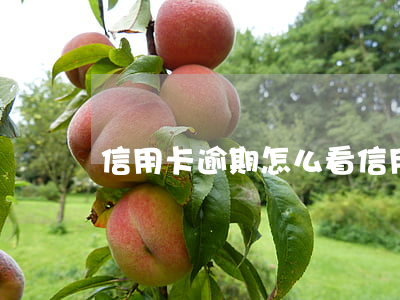 信用卡 逾期怎么看(信用卡逾期怎么看賬單)