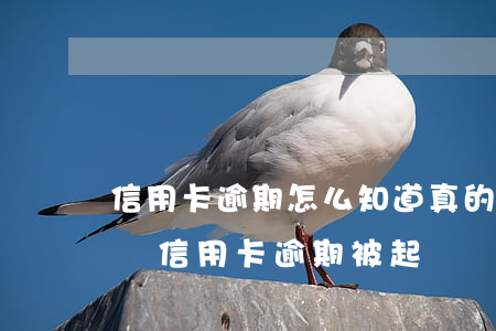 信用卡逾期怎么知道真的被起訴了(收到短信說信用卡逾期被起訴)