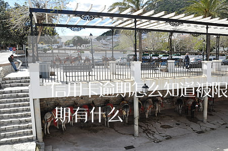 信用卡逾期怎么知道被限行(銀行卡信用卡逾期有什么辦)