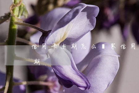 信用卡逾期怎么積累信用(如何查詢信用卡逾期)