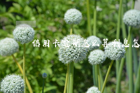 信用卡逾期怎么算利息 怎樣算信用卡逾期