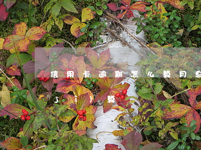 信用卡逾期怎么算月息(信用卡逾期利息計(jì)算)