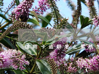 信用卡逾期怎么累積(怎么樣才算信用卡逾期)