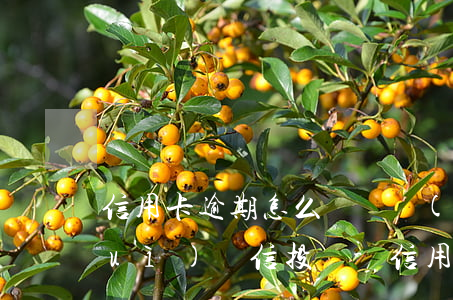 信用卡逾期怎么給銀監(jiān)會(huì)寫信投訴-信用卡逾期怎么給銀監(jiān)會(huì)寫信投訴電話