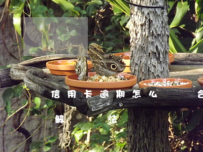 信用卡逾期怎么維護合法(信用卡逾期最好的解決辦法)