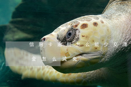 信用卡逾期怎么能少交滯納金(欠信用卡滯納金怎么減免)