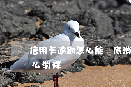 信用卡逾期怎么能徹底消除(銀行逾期信用怎么消除)